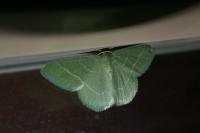 Phaiogramma etruscaria