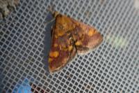Pyrausta aurata