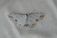 Scopula ornata