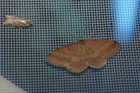 Scopula rubiginata