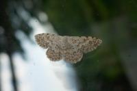 Scopula submutata roseonitens