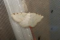 Stegania trimaculata