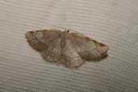 Stegania trimaculata