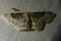 Idaea filicata