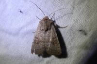 Hoplodrina ambigua/blanda