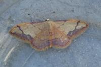 Idaea ostrinaria
