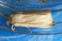 Mythimna congrua