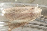 Mythimna congrua