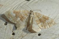 Perizoma flavofasciata