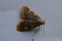 Hypsopygia costalis