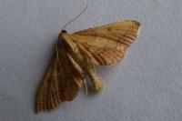 Endotricha flammealis