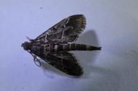 Duponchelia fovealis