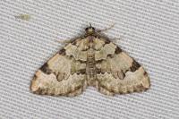 Colostygia pectinataria