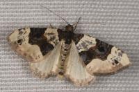 Cosmorhoe ocellata