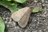 Nodaria nodosalis