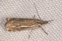 Crambus lathoniellus