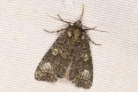 Craniophora ligustri