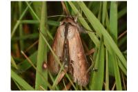 Cucullia asteris