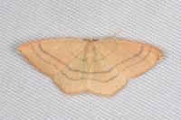 Cyclophora linearia