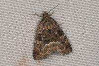Deltote pygarga