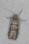 Dioryctria