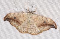 Drepana falcataria