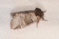 Drymonia obliterata