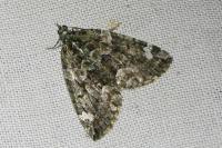 Chloroclysta siterata