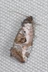Elaphria venustula