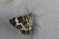 Epirrhoe tristata