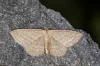 Scopula virgulata