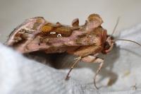 Autographa jota