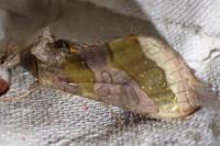 Diachrysia chrysitis