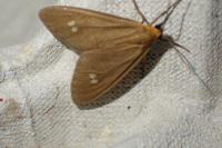 Dysauxes ancilla