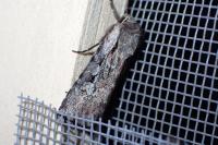Violaphotia molothina occidentalis