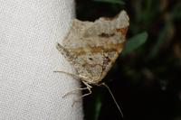 Macaria alternata