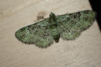 Pasiphila rectangulata