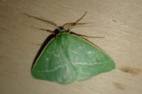 Thetidia smaragdaria
