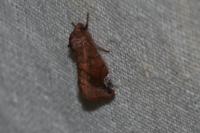 Cosmia pyralina