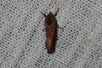 Cosmia pyralina