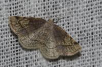 Stegania trimaculata
