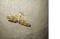 Perizoma flavofasciata