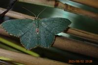 Hemithea aestivaria