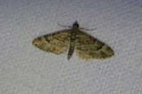 Gymnoscelis rufifasciata