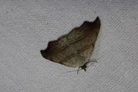 Laspeyria flexula