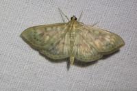 Patania ruralis