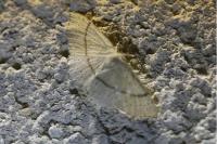 Cyclophora punctaria