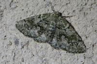 Cleorodes lichenaria