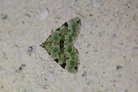 Colostygia pectinataria
