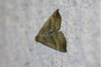 Hypena proboscidalis